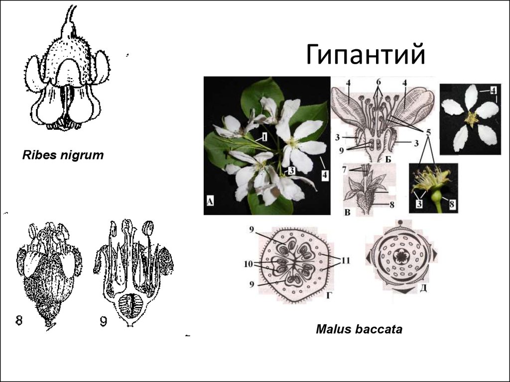 Какое семейство изображено на рисунке. Что такое гипантий у плода шиповника. Гипантий у розоцветных. Гипантий и цветоложе. Гипантий это в ботанике.