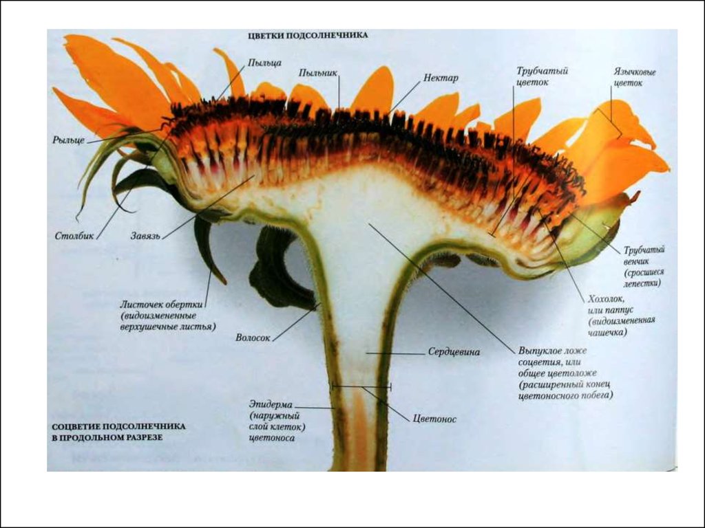 Подсолнух слои. Продольный разрез трубчатого цветка подсолнечника. Строение соцветия подсолнечника. Подсолнух строение растения. Строение цветка подсолнечника.
