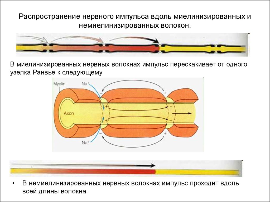 Распространение пд. Схема миелинизированного нервного волокна. Строение нервного волокна. Схема передачи импульса по миелиновому волокну. Немиелинизированные волокна строение.