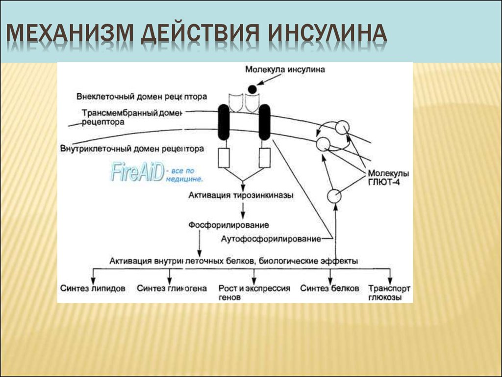 Действие инсулина. Механизм действия инсулина биохимия гормоны. Схема передачи сигнала инсулина в клетки. Инсулин механизм действия биохимия мембранный. Механизм действия инсулина биохимия.