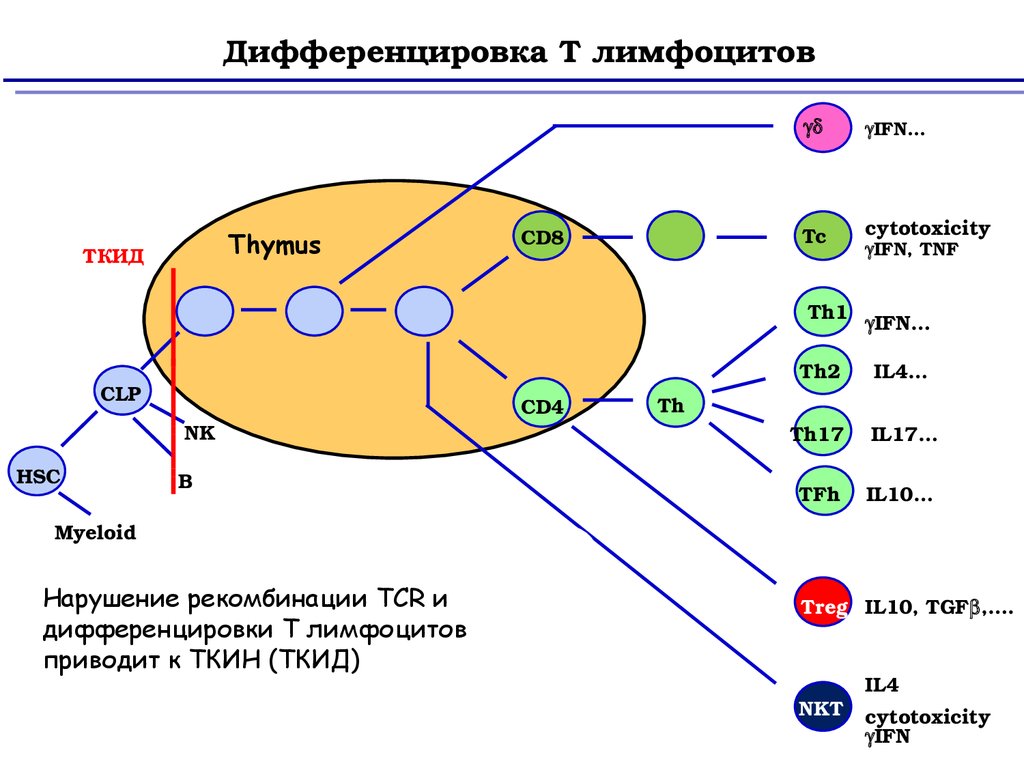 Дифференцировка клеток этапы. Стадии антиген независимая дифференцировка т лимфоцитов. Схема дифференцировки т и в лимфоцитов. Этапы дифференцировки т лимфоцитов схема. Схема антигеннезависимой дифференцировки лимфоцитов.