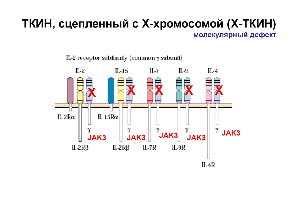 Сцепленные с x хромосомой. Х-сцепленная тяжелая комбинированная иммунная недостаточность. Сцепленным с х- хромосомой комбинированный иммунодефицит. Тяжелая комбинированная иммунная недостаточность (ткин). X-сцепленный тяжелый комбинированный иммунодефицит.