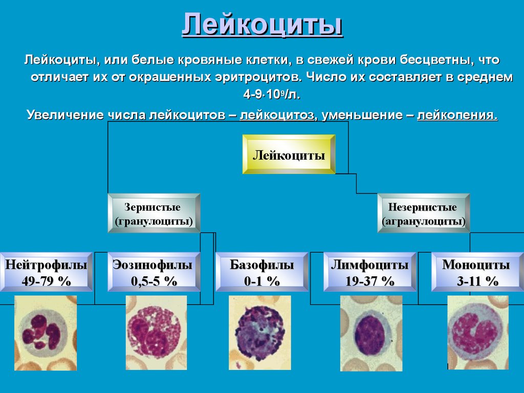 Элементы белой крови. Классификация лейкоцитов гистология. Лейкоциты в крови строение и функции. Строение разных видов лейкоцитов. Строение лейкоцитов схема.