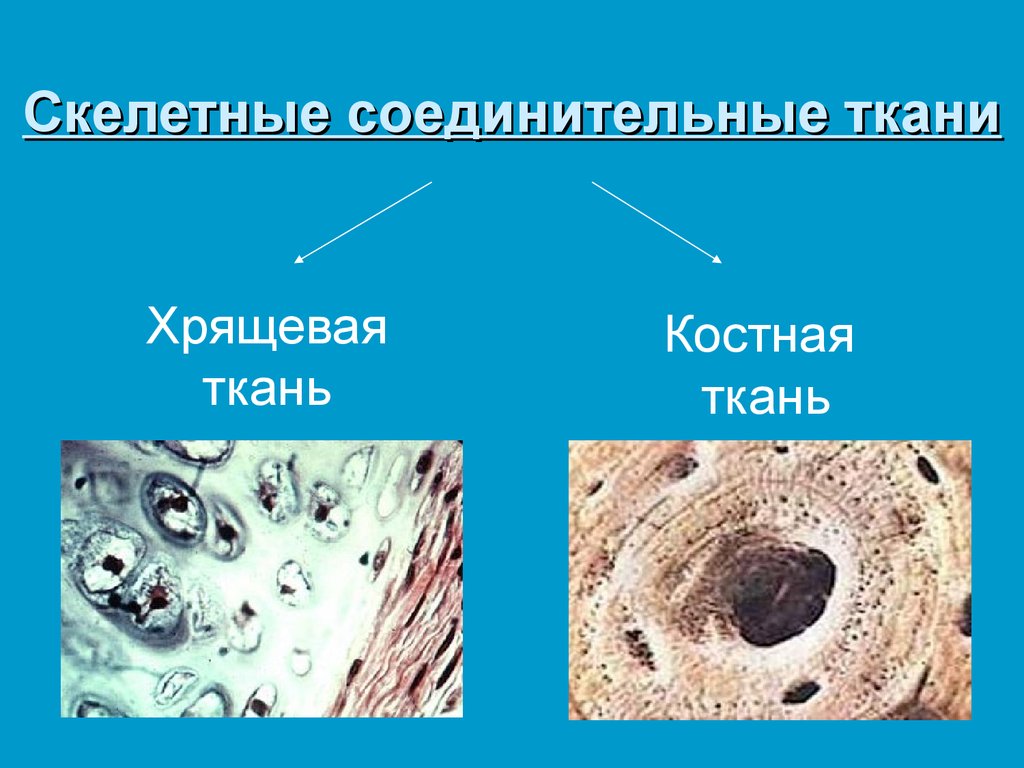 Соединительная костная. Соединительные ткани. Хрящевые и костные ткани.. Костная ткань соединительная ткань. Костная ткань и хрящевая ткань. Функции скелетных соединительных тканей.