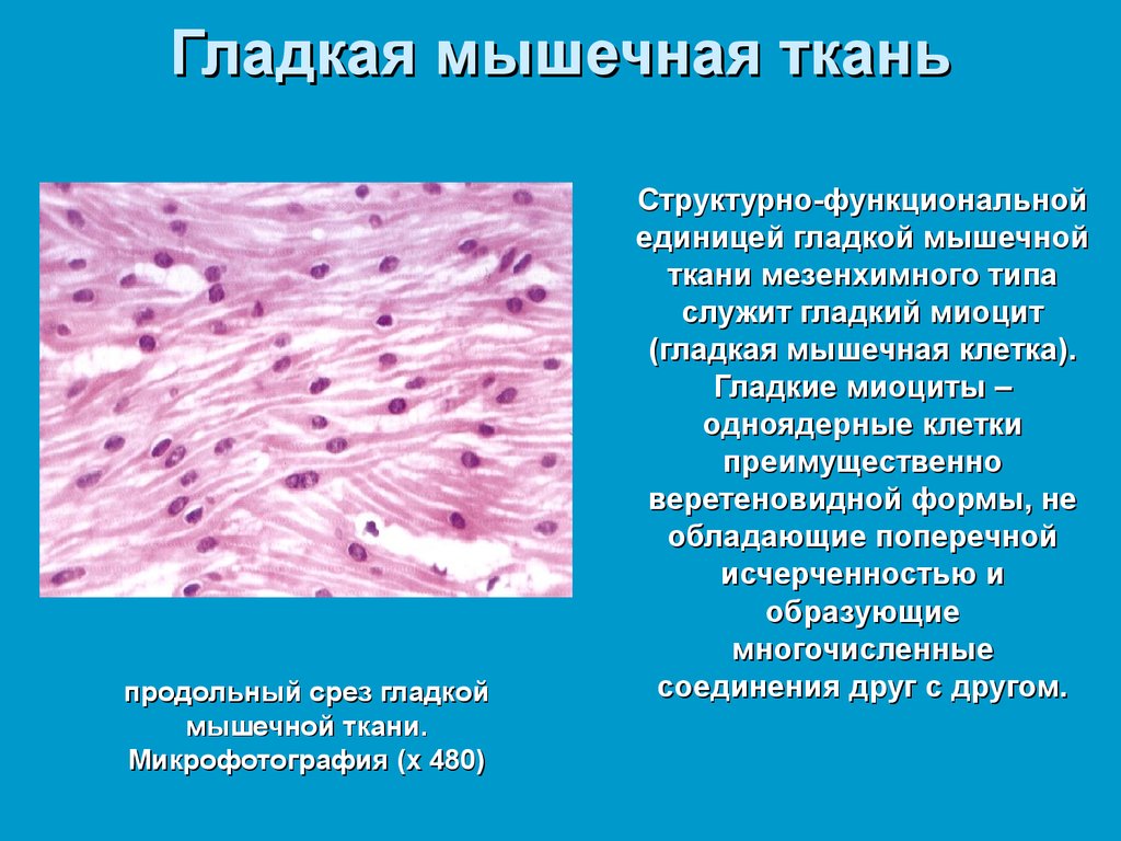 Гладкая мышечная ткань рисунок с подписями