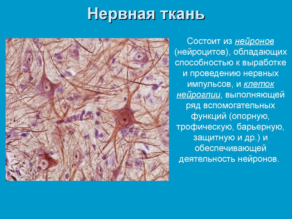 Какое свойство у нервной ткани