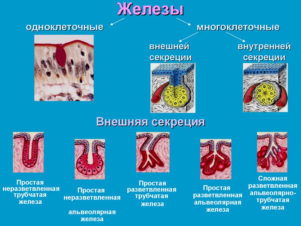 Виды желез. Экзокринные железы классификация гистология. Железистый эпителий железы внешней и внутренней секреции. Простая железа внешней секреции. Морфологическая классификация эндокринных желез.