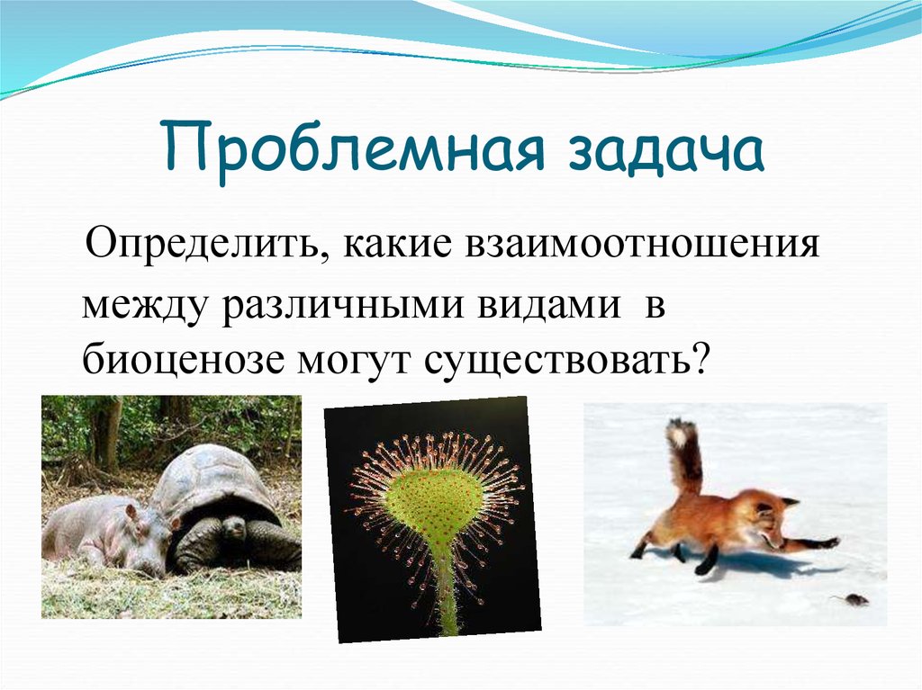 Взаимо простые. Взаимодействие организмов в биогеоценозе. Отношения животных в экосистеме. Взаимоотношения животных в природе. Взаимоотношения организмов в экосистемах. Экологическое равновесие.