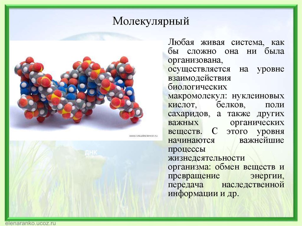 Презентации уровни организации. Молекулярный уровень организации. Молекулярный уровень организации жизни. Молекулярный уровень организации живого. Молекулярный уровень жизни.