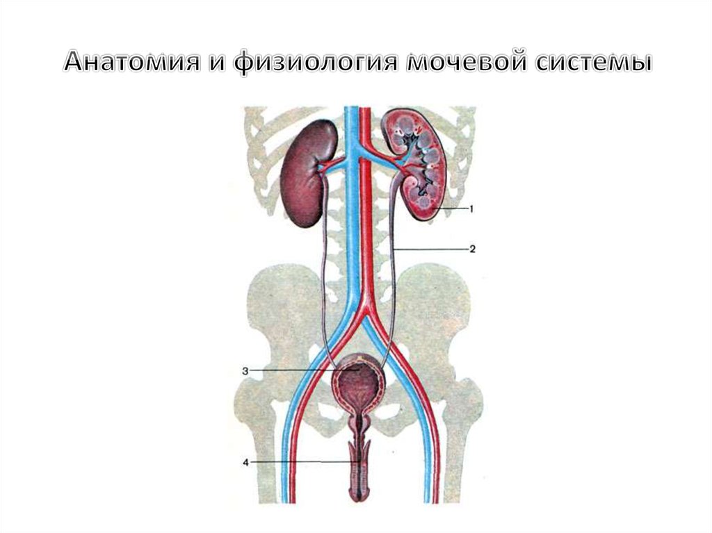 Основной орган мочевыделительной системы человека. Мочевыделительная система мочевая система человека. Схема строения мочевой системы. Мочеполовая система почки анатомия. Схема строения мочевыделительной системы человека.
