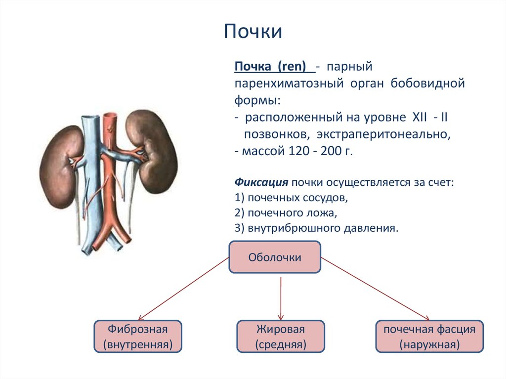 Курсовая работа: Анатомия и физиология почек человека