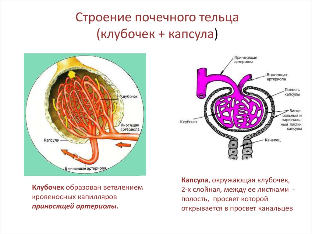 Почечный клубочек. Строение клубочка нефрона. Схема строения клубочка почки. Строение почечного тельца анатомия. Строение почечного клубочка схема.