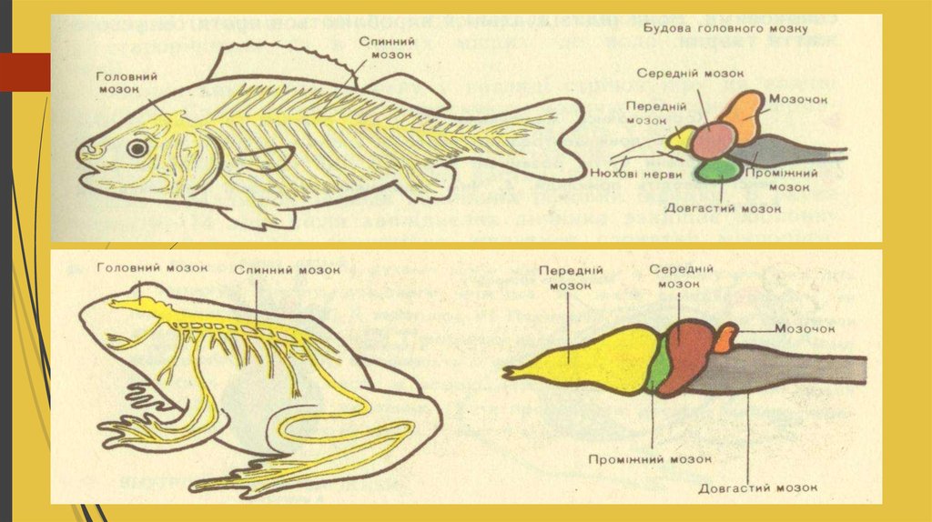 Рыба еда для мозга. Головной мозг рыбы состоит из 5 отделов. Нервова система хребетний тварин. Появление головного мозга у рыб