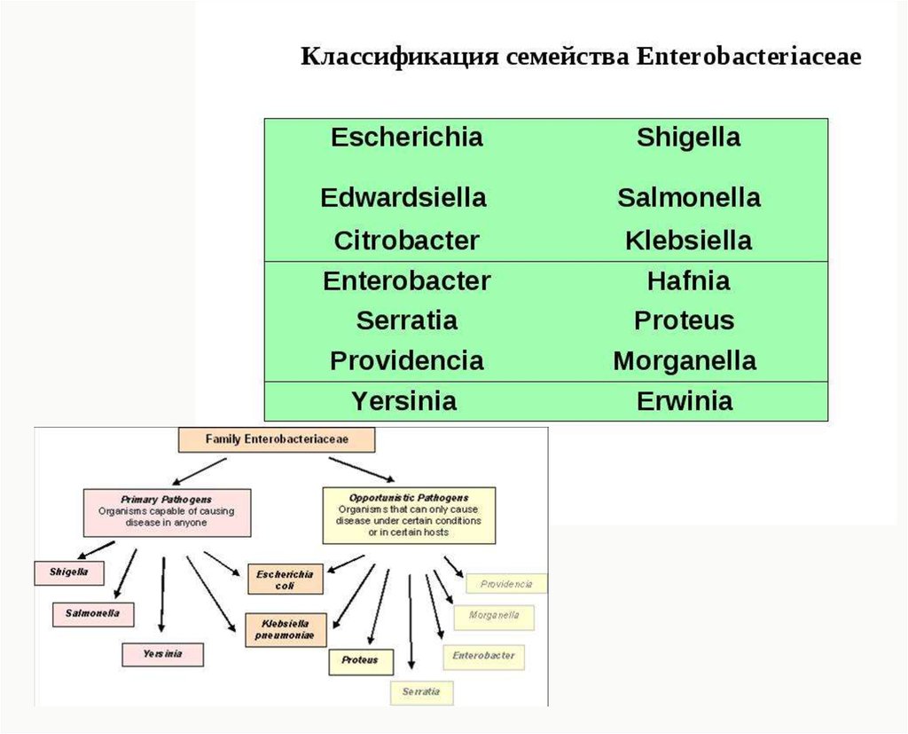 Энтеробактерии микробиология презентация