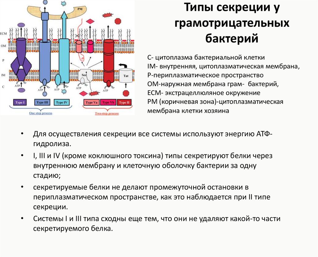 3 типа секреции