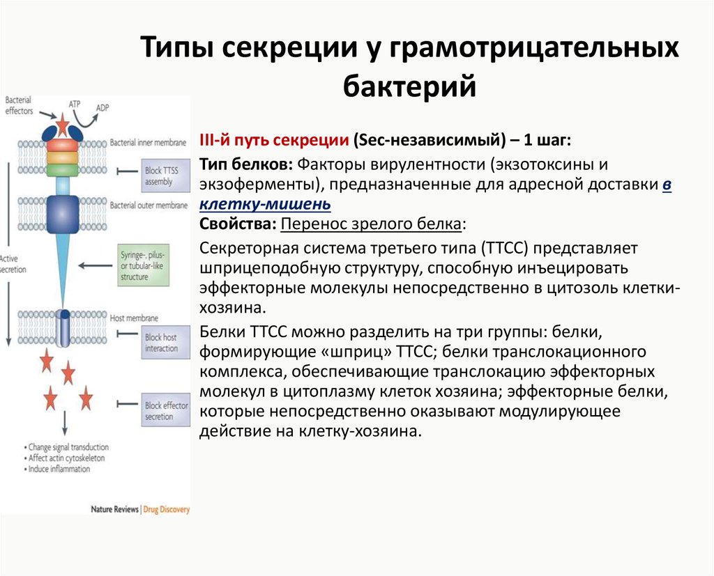 3 типа секреции