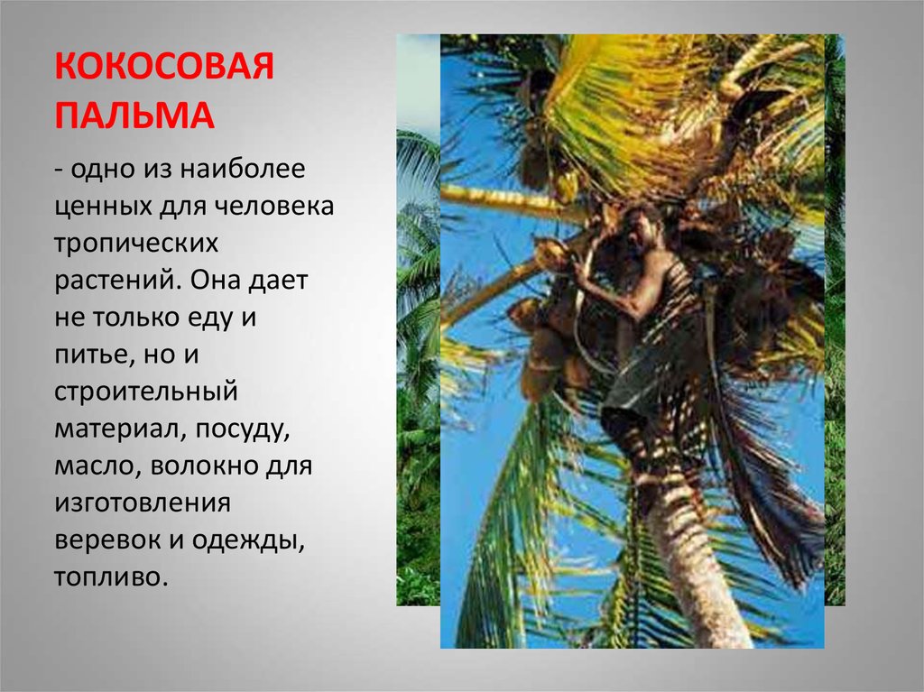 Буду пальмой текст. Кокосовая Пальма. Доклад про пальму. Сообщение о кокосовой Пальме. Пальма рассказ для детей.
