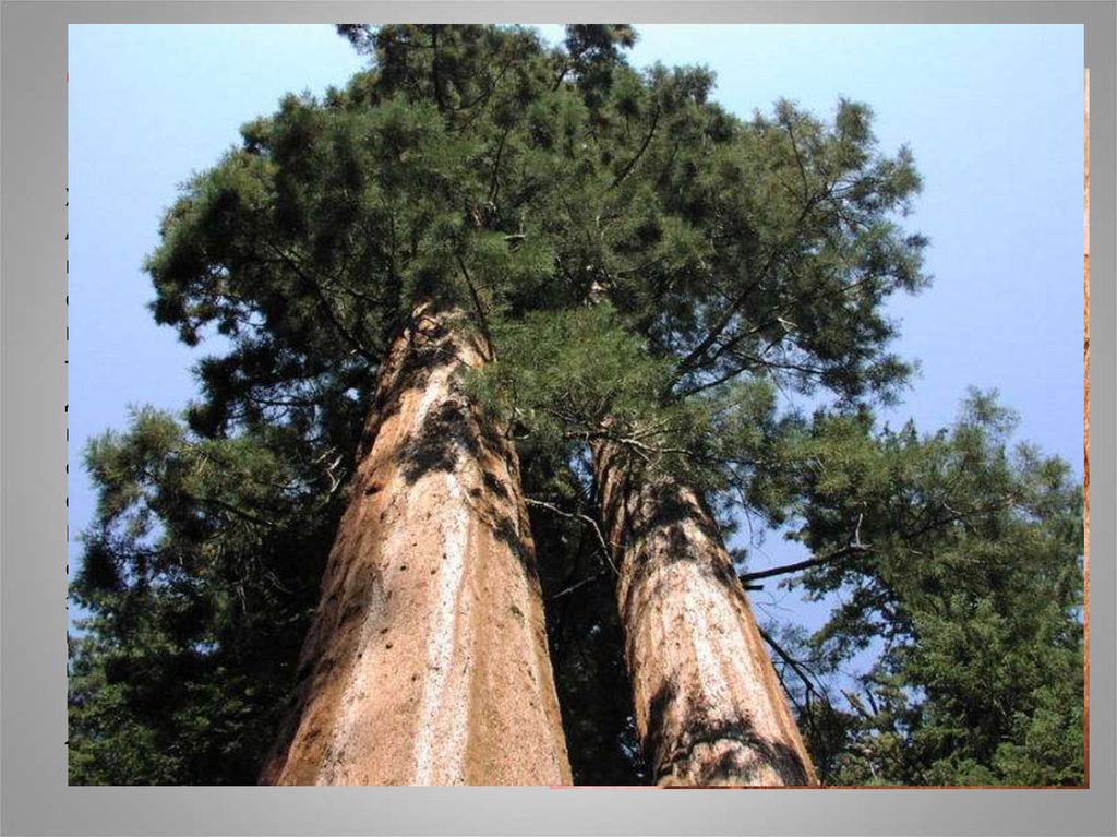 Секвойя природная зона северной америки. Деревья Секвойя в Северной Америке. Растения Северной Америки Секвойя. Секвойя дерево высота. Эвкалипт и Секвойя.