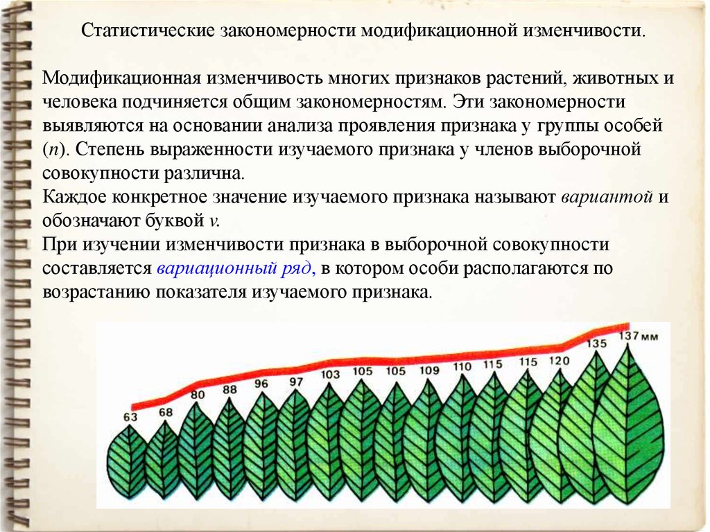 Насколько разнообразны. Статистические закономерности модификационной изменчивости. Статические закономерности модификационной изменчивости. Модификационная изменчивость у растений. Закономерности изменчивости модификационная изменчивость.