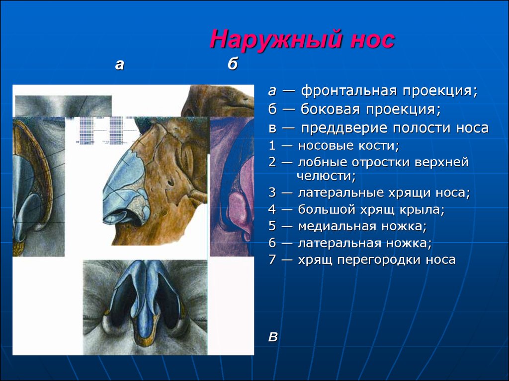 Раковины в носовой полости