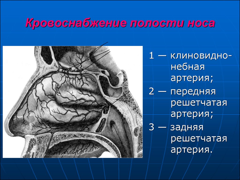 Сосуды полости носа