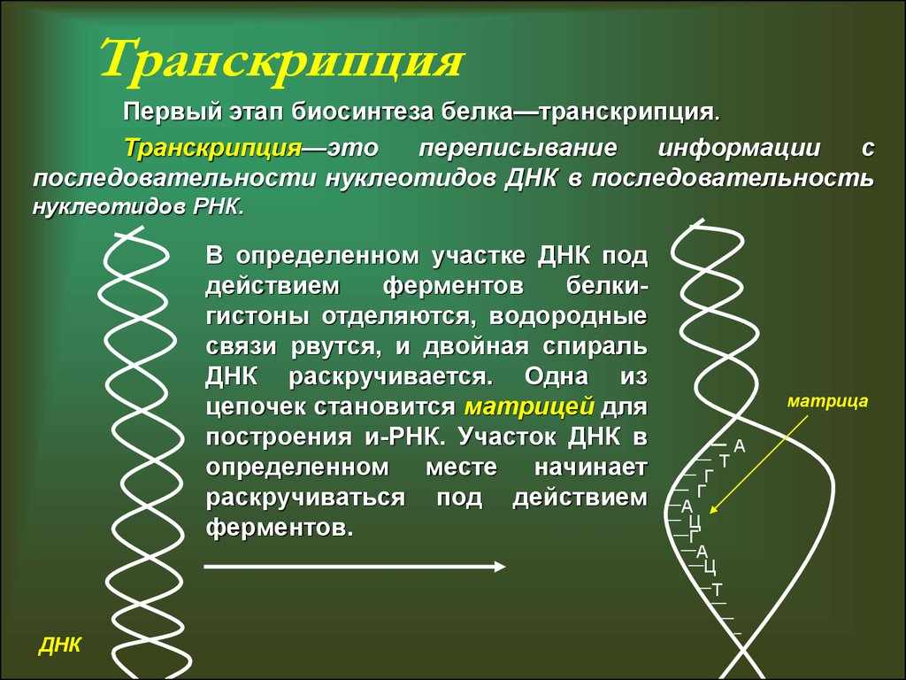 Биосинтез 3 этапа. Транскрипция Синтез белка. Синтез ДНК И белков. Транскрипция ДНК В синтезе белка. Процессы транскрипции и трансляции в биологии.