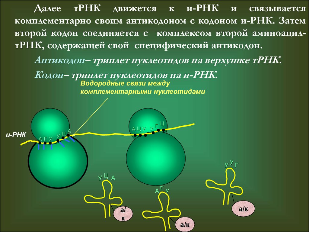 Синтез белка в растениях
