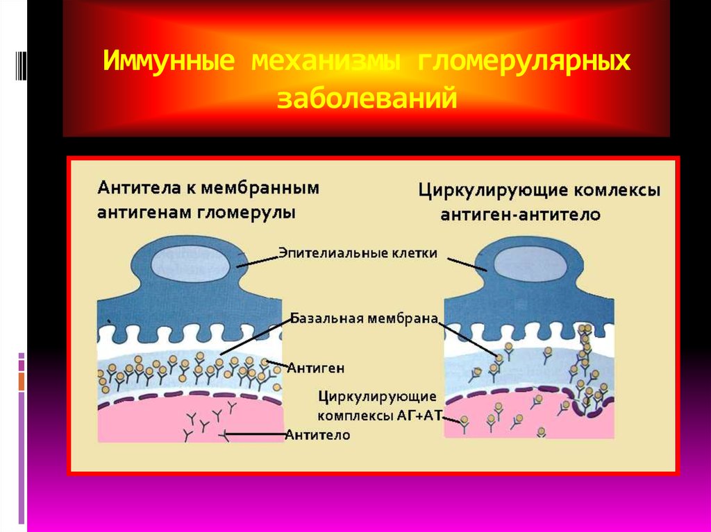 Базальная мембрана функции. Гломерулярная базальная мембрана. Строение базальной мембраны. Гломерулярная базальная мембрана строение строение. Базальная мембрана механизм.