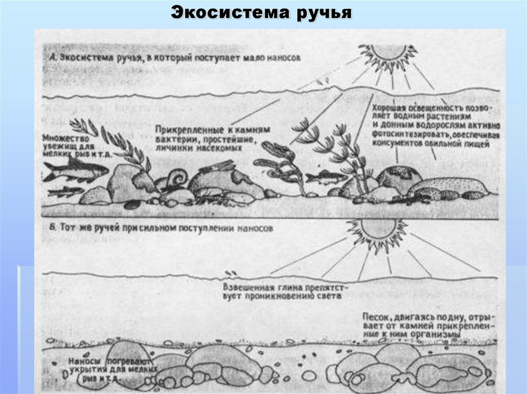 Биоценоз пруда схема