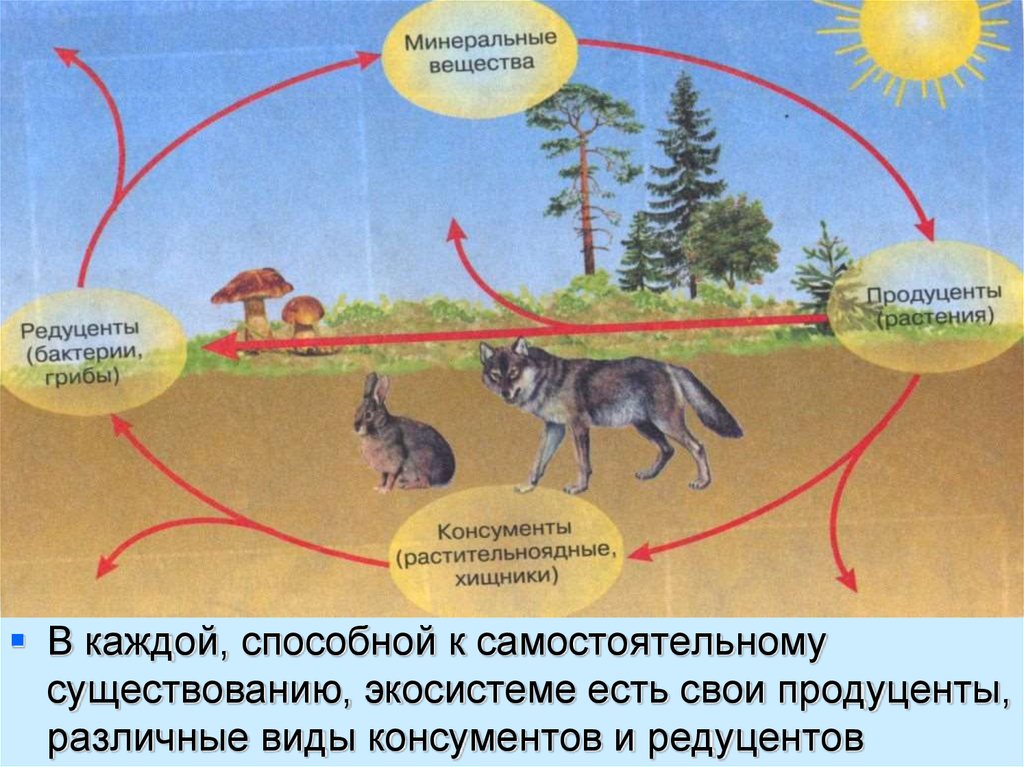 Картинка продуценты консументы редуценты