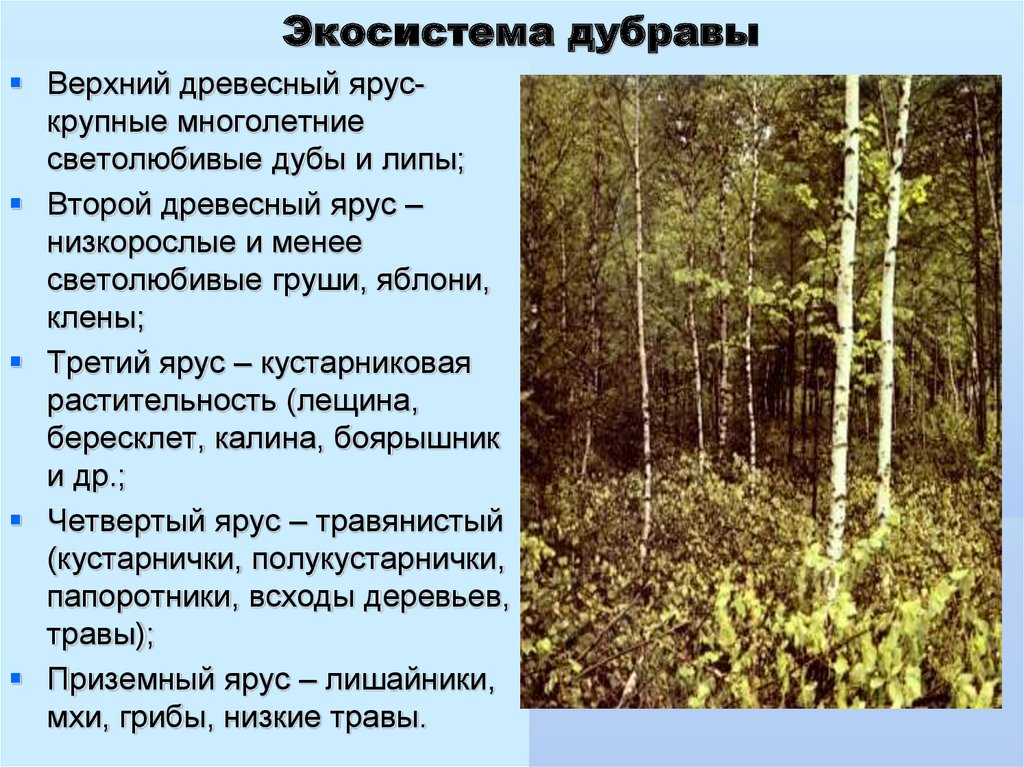 Структура растительного сообщества 7 класс кратко. Пространственная структура экосистемы Дубравы. Пространственная структура биоценоза Берёзовая роща. Ярусы лесного биогеоценоза Дубравы. Экосистема дуба.
