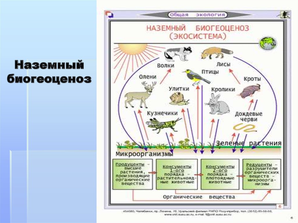 Природные экосистемы 11 класс. Природное сообщество-биогеоценоз 9 класс схемы. Биология 7 класс компоненты экосистемы. Структура экосистемы схема 11 класс биология. Структура экосистемы схема 9 класс биология.