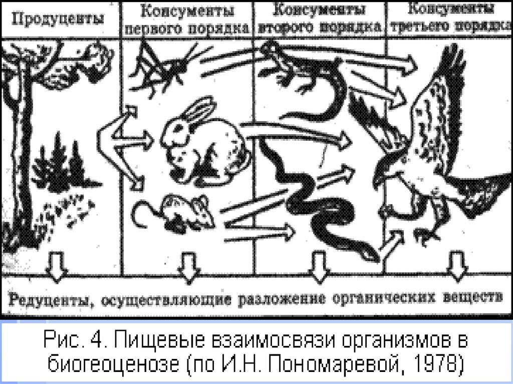 Географическое изображение соотношения между продуцентами консументами и редуцентами выраженное в