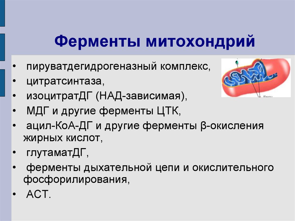 Содержит гидролитические ферменты. Ферментативный маркер мембраны митохондрий. Ферменты митохондрий. Локализация ферментов в митохондриях. Внутримитохондриальная локализация ферментов.