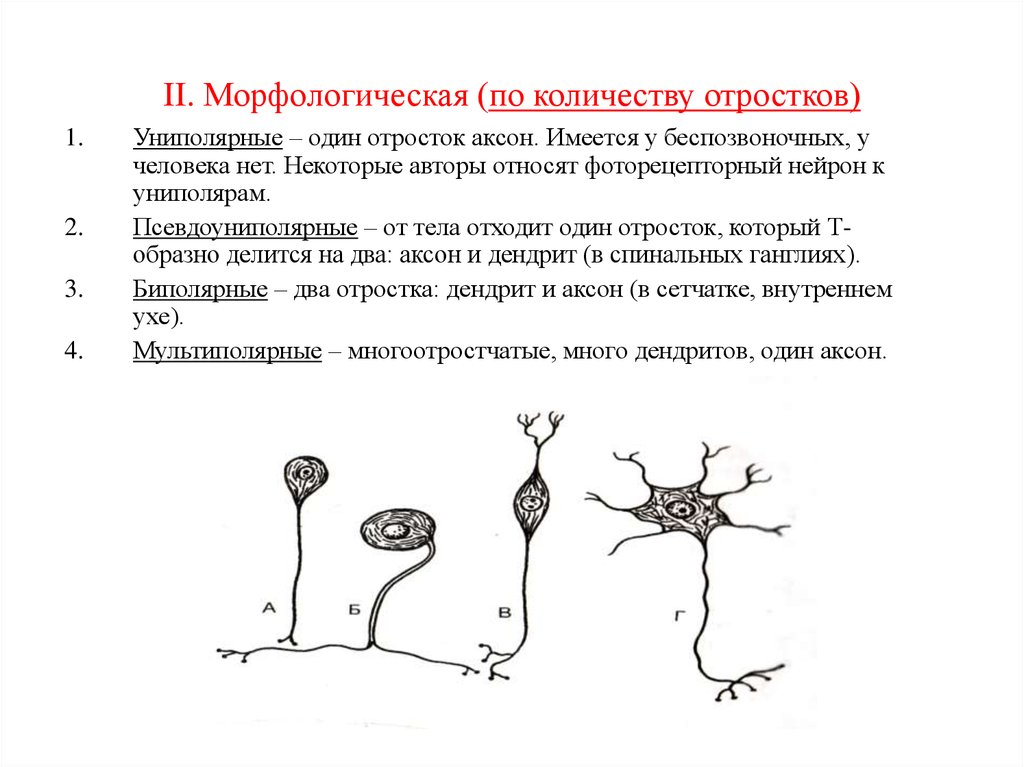 Короткие отростки нейронов образуют