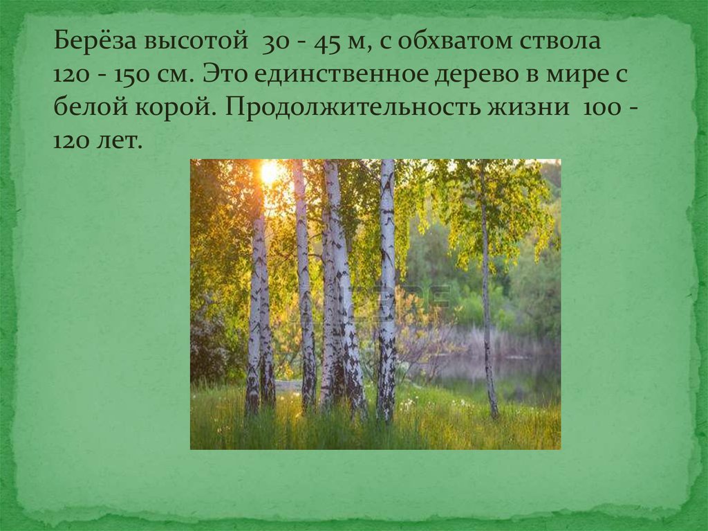 Высота березы. Период жизни березы. Продолжительность жизни берёзы 150 лет. Береза обхват ствола.