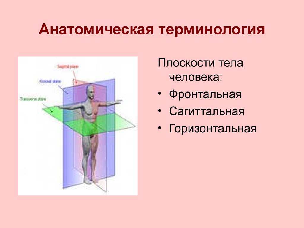 Три оси человека. Фронтальная сагиттальная и горизонтальная плоскость. Сагиттальная плоскость и фронтальная ось. Вертикальная ось анатомия. Плоскости в анатомии.