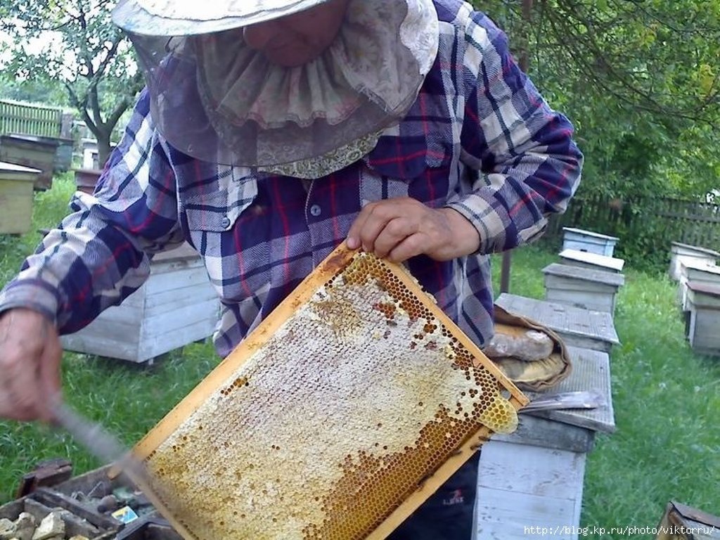 Когда собирают мед. Сбор меда. Пчеловодство. Сбор меда на пасеке. Пчеловодство в России.