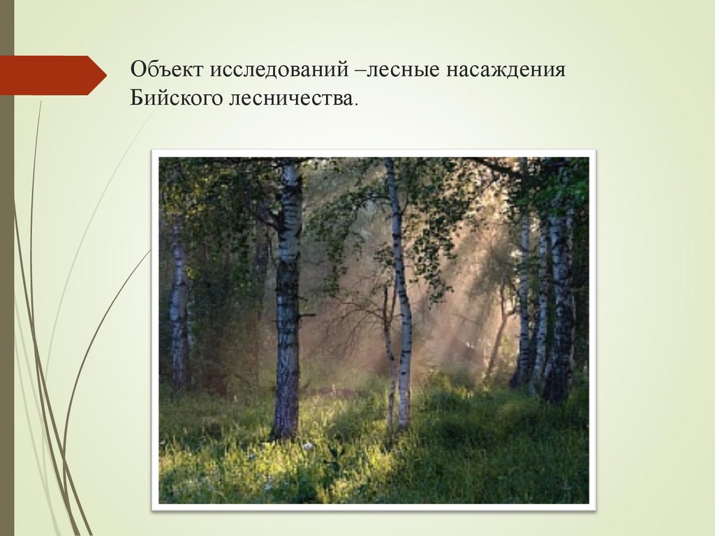 Изучение лесов. Объект исследования лес предмет. Темы для презентаций лесного хозяйства. Исследование объектов лесов. Профессия исследование леса.