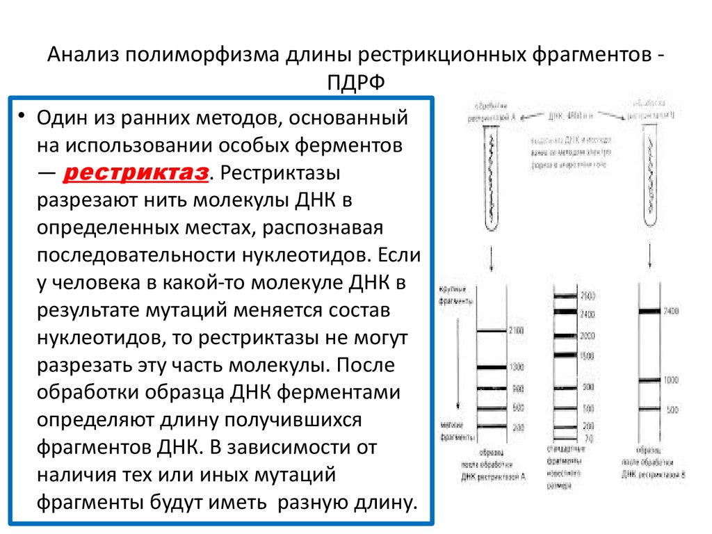 Длина фрагмента днк