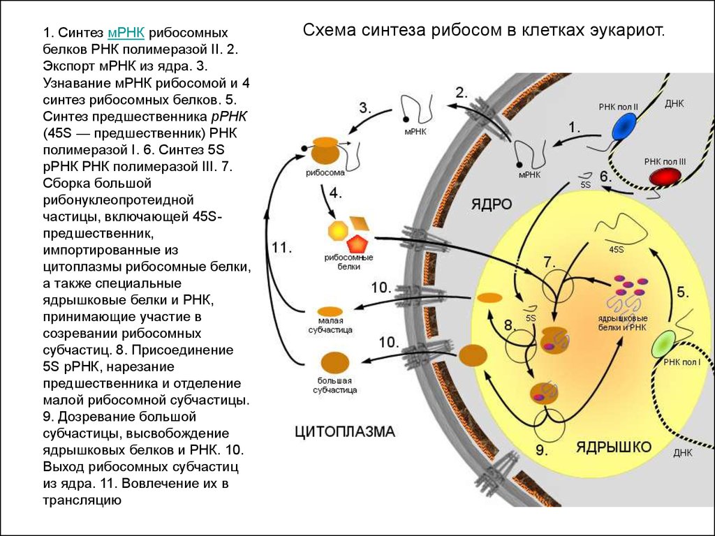 Где синтез белков. Структура клетки процесс Синтез белков. Схема образования рибосом в ядрышке. Синтез рибосомальной РНК. Схема синтеза рибосом в клетках эукариот.