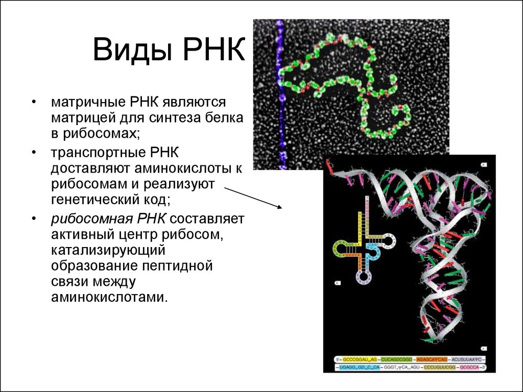 Является матрицей для синтеза рнк. Рибосомальная РНК. Матричная транспортная рибосомная РНК. Типы РНК: рибосомальные, транспортные, матричные.. Типы РНК рибосомальная транспортная матричная.