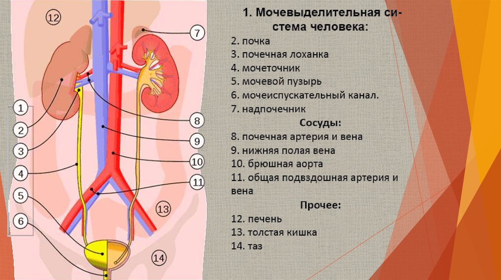 Какую функцию выполняет выделительная система человека