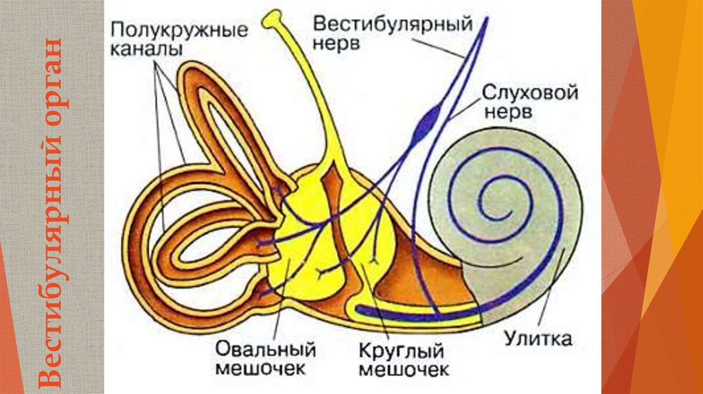 Вестибулярный анализатор схема строения