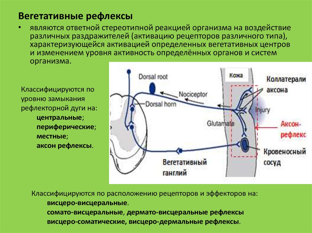 Ответная реакция организма на воздействие раздражителей. Вегетативный сосудистый рефлекс. Строение дуги вегетативного рефлекса. Периферические рефлексы ВНС. Схема рефлекторной дуги вегетативной нервной системы.