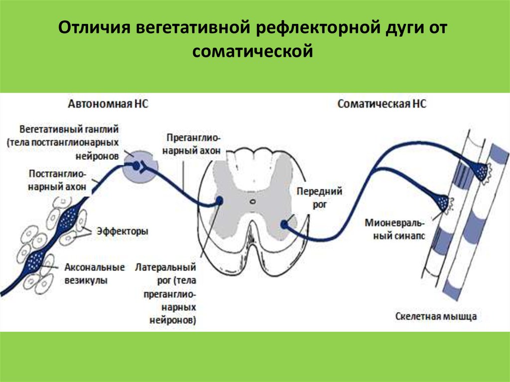 Вегетативная и соматическая нервная система рисунок