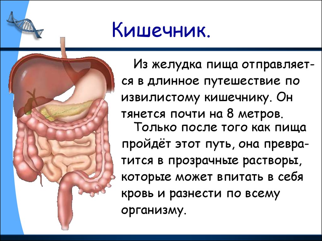 Строение кишечника человека в картинках