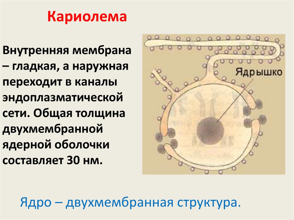 2 мембраны ядра. Ядерная оболочка кариолемма строение. Строение и функции кариолеммы. Строение ядра кариолемма. Ядро клетки кариолемма.