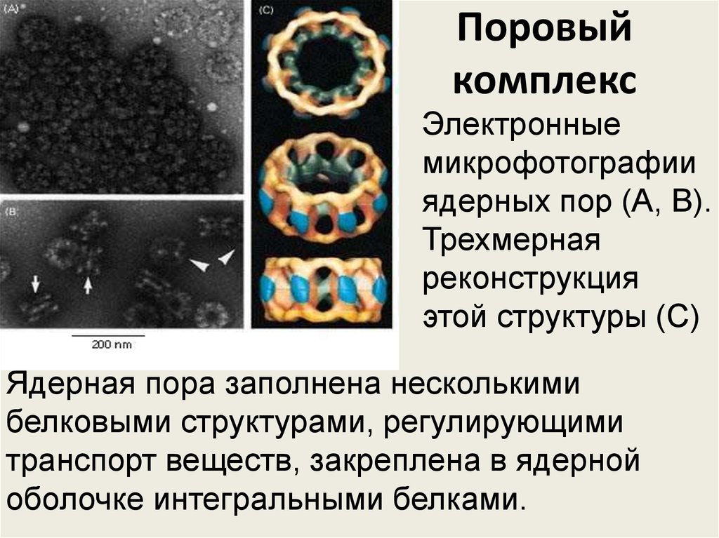 Ядерные поры. Строение порового комплекса ядра. Структура ядерного порового комплекса. Ядерный поровый комплекс функции. Поровый комплекс ядра клетки.