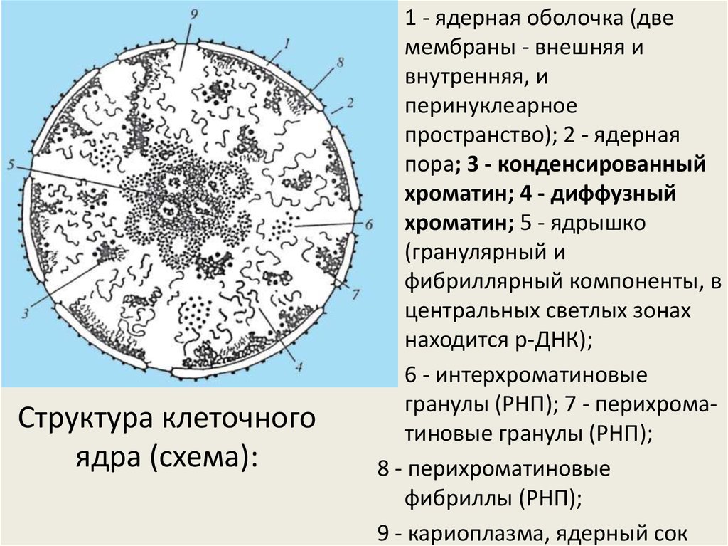 В ядрах клеток многоклеточного. Структура интерфазного ядра оболочка ядра. Схема строения интерфазного ядра. Строение ядра клетки хроматин. Компоненты ядра схема.